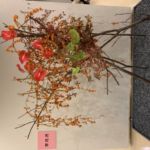 中山渓里、山口渓晶